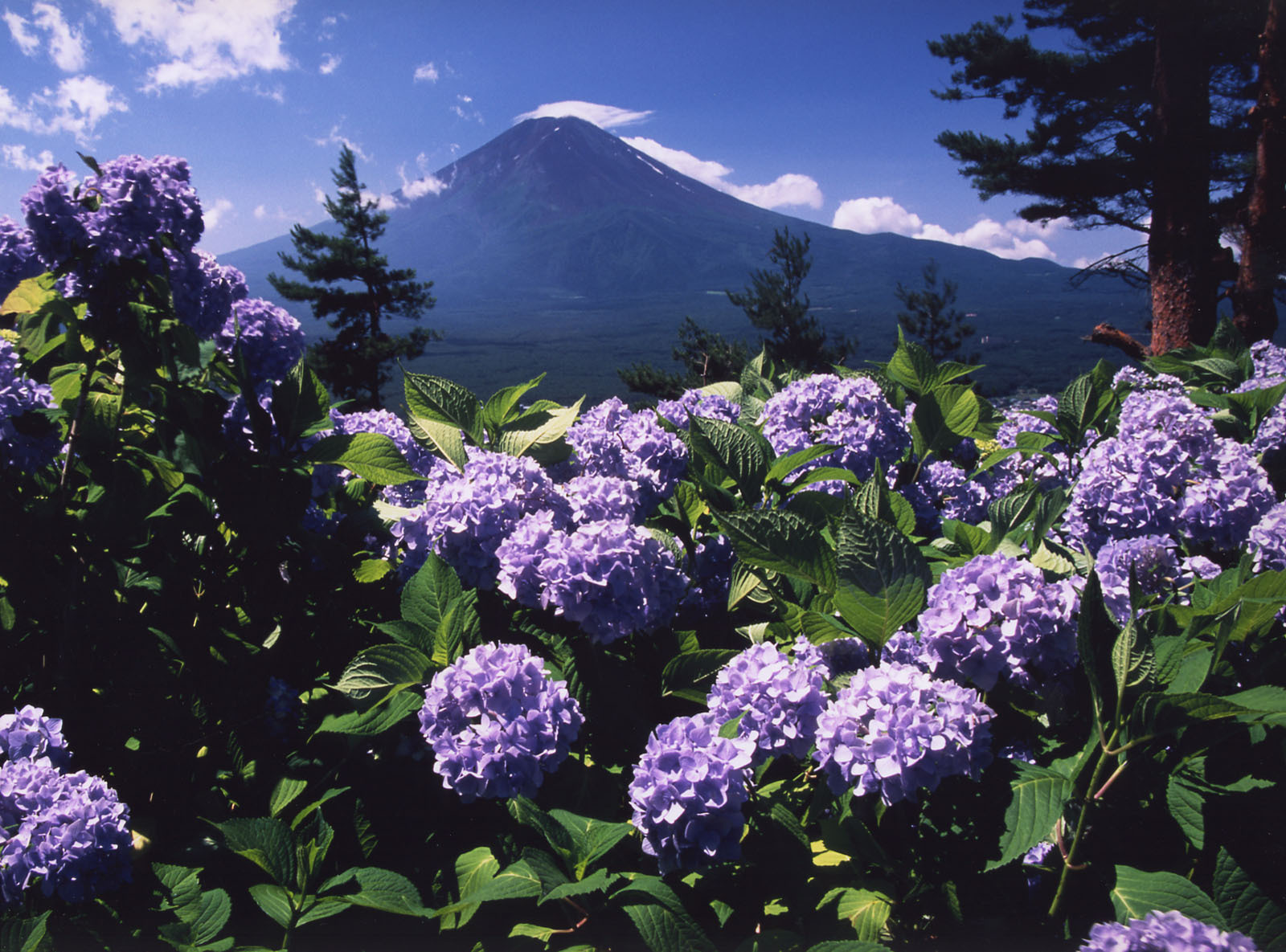 富士山画像作品