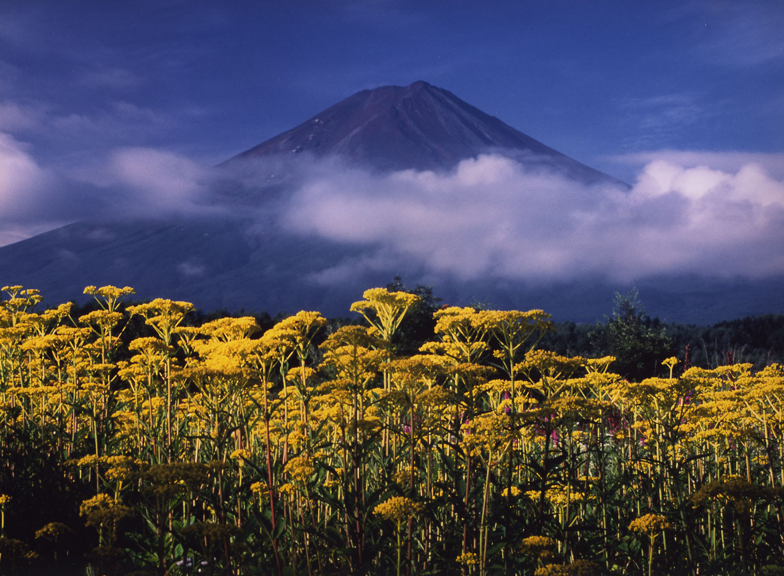 富士山画像作品