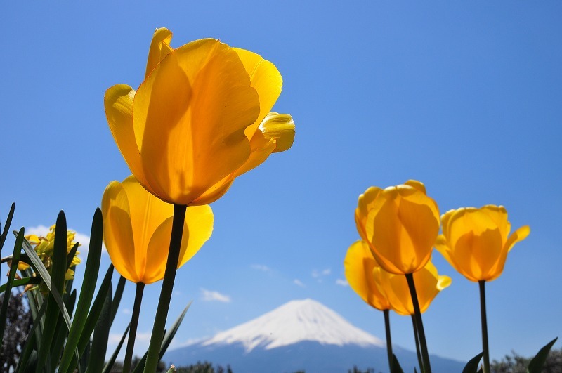 富士山画像作品