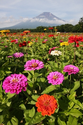 富士山画像作品