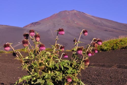 富士山画像作品