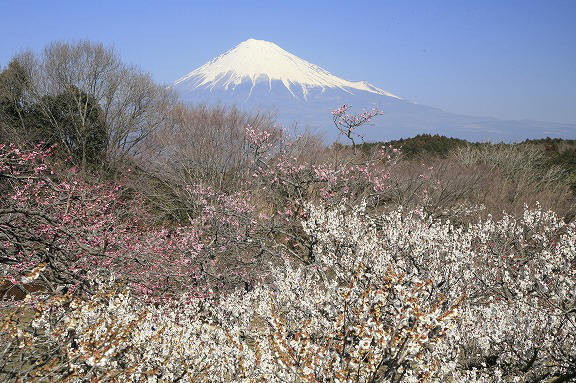 富士山画像記録