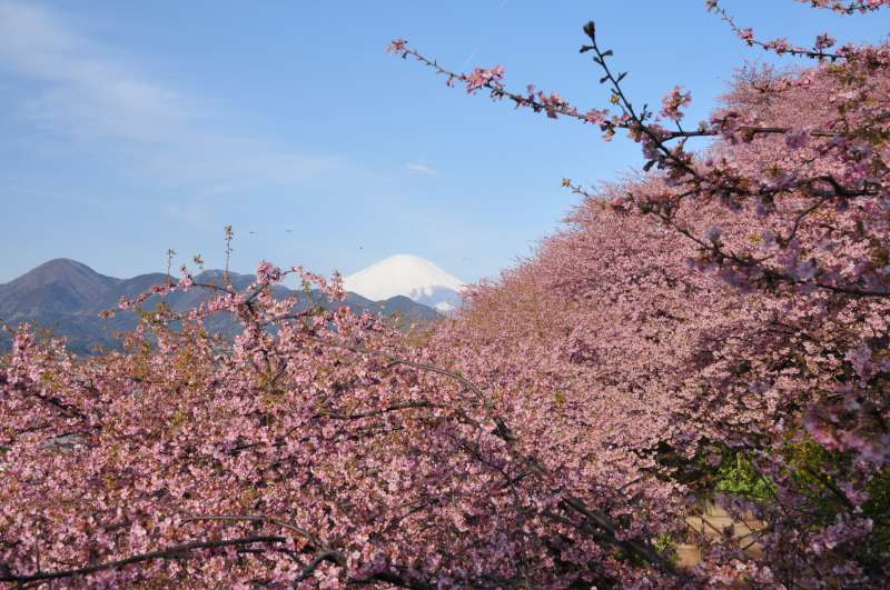 富士山画像記録