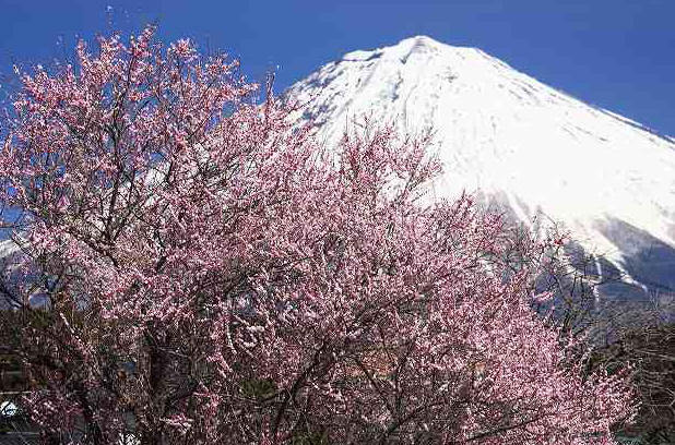 富士山画像作品