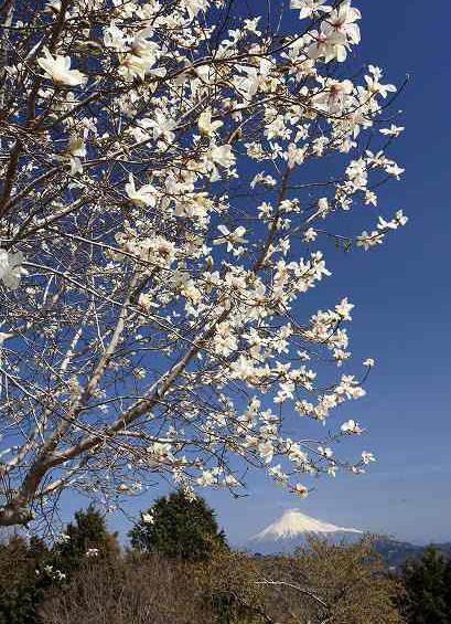 富士山画像記録