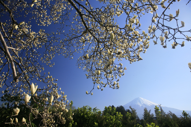 富士山画像作品