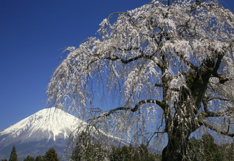 富士山画像記録