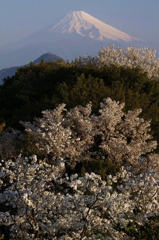 富士山画像作品