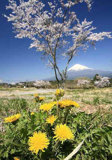 富士山画像作品