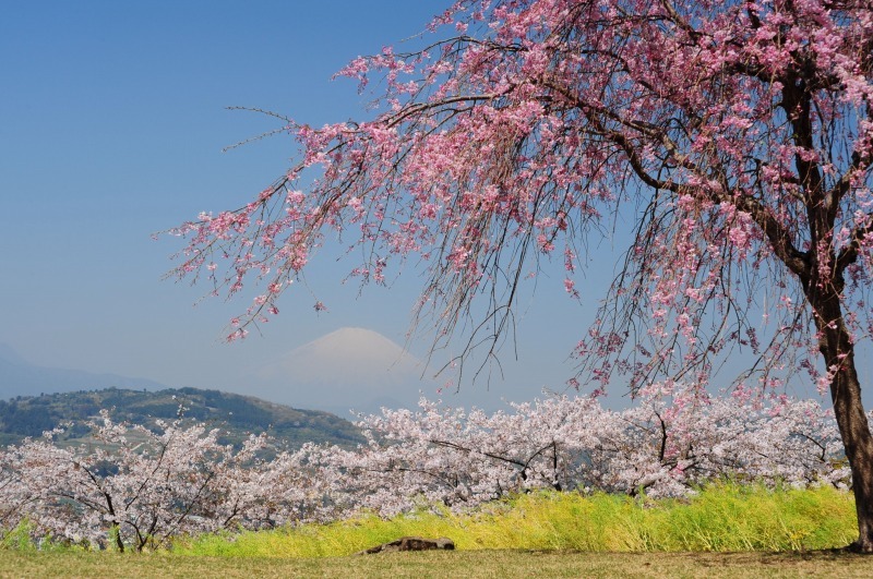 富士山画像作品