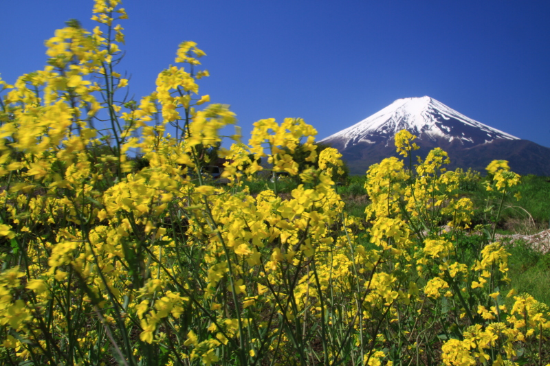 富士山画像記録