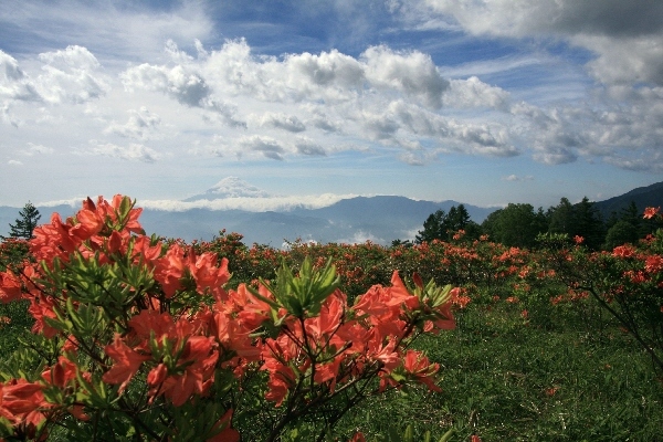 富士山画像作品