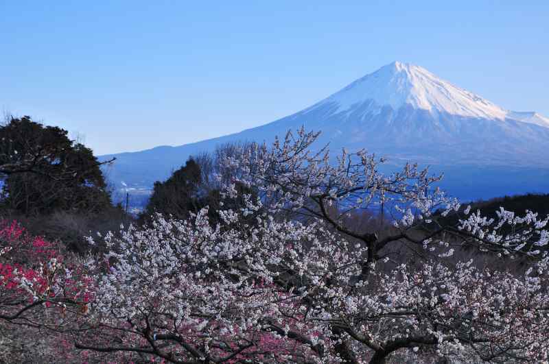 富士山画像作品