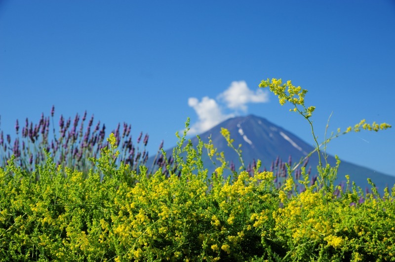 富士山画像作品