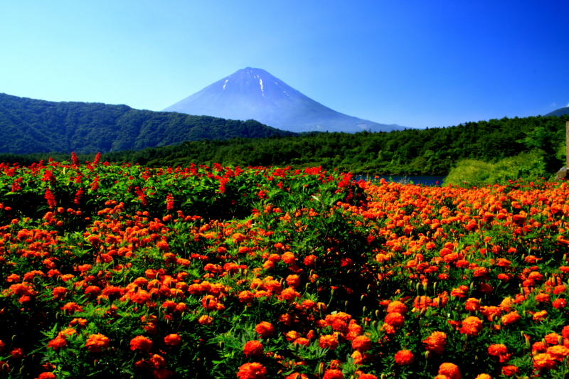 富士山画像記録