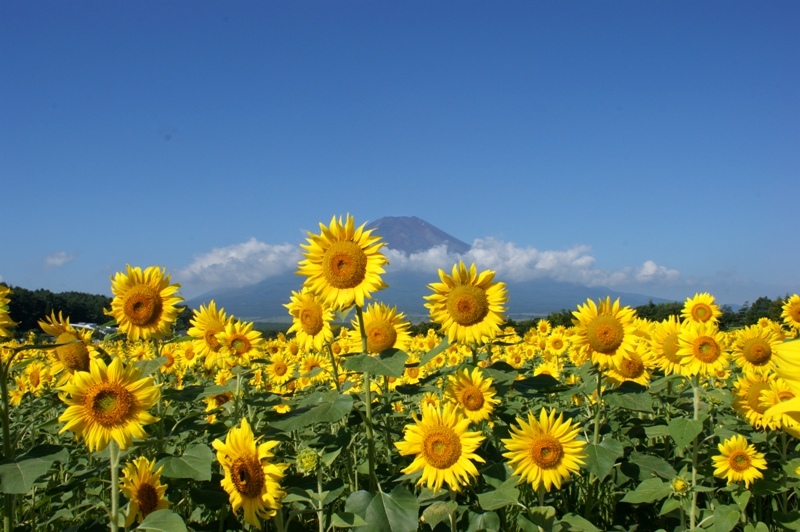 富士山画像記録