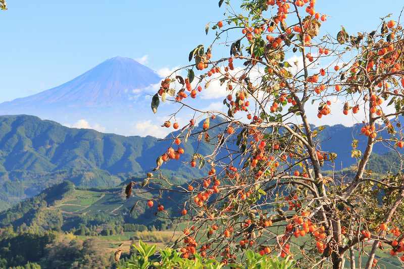 富士山画像記録