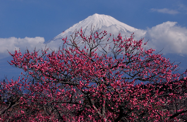 富士山画像作品