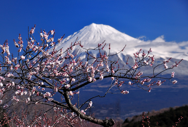 富士山画像作品