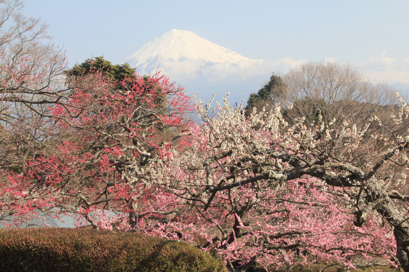 富士山画像記録