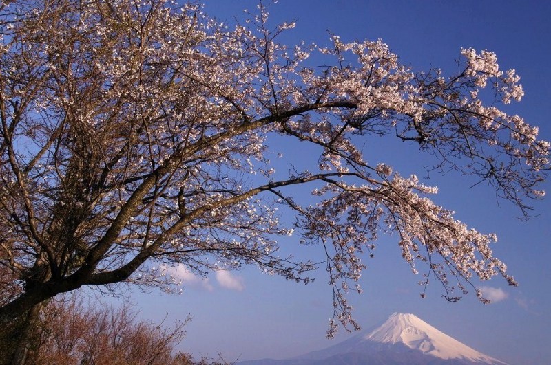 富士山画像作品