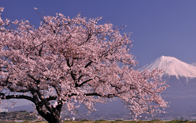 富士山画像作品