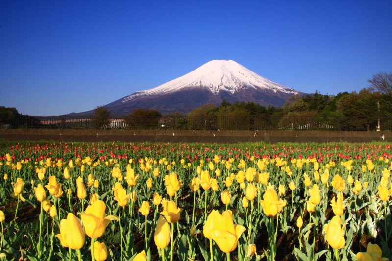 富士山画像記録