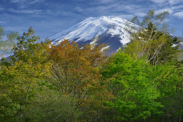 富士山画像作品