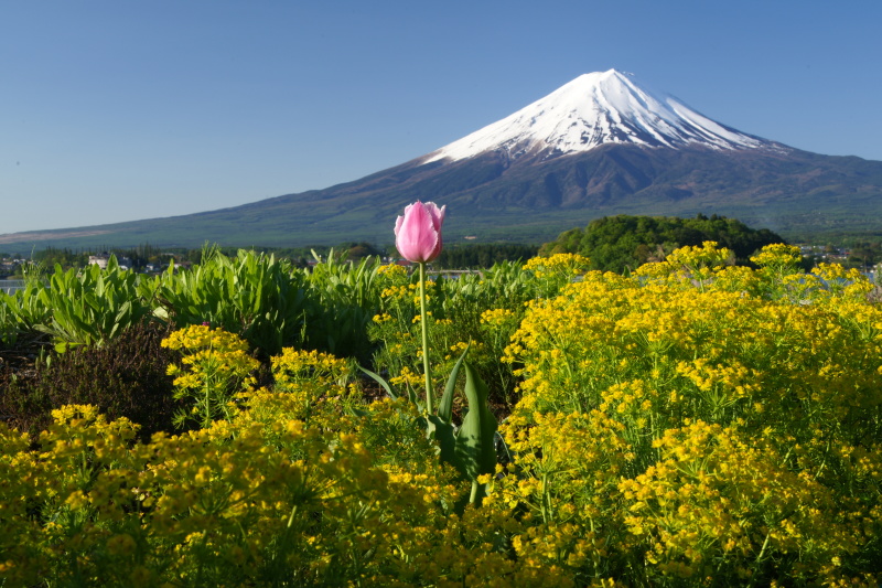 富士山画像作品