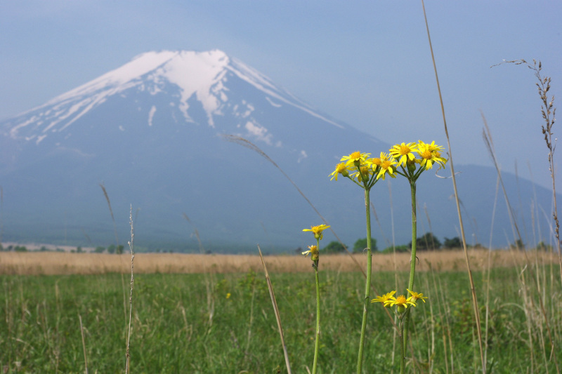 富士山画像作品