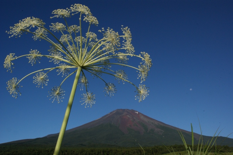 富士山画像作品