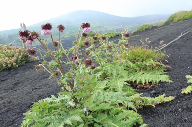 富士山画像記録