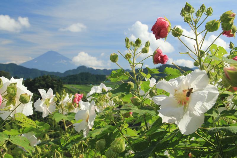 富士山画像記録