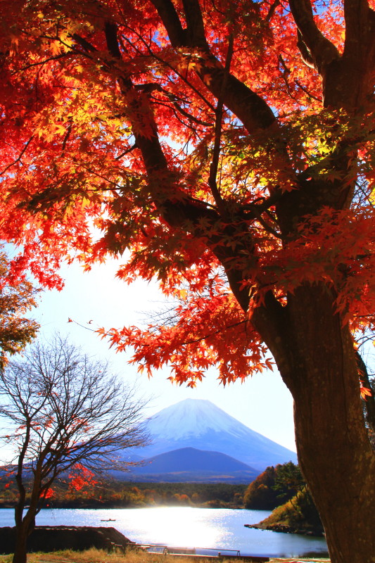 富士山画像記録