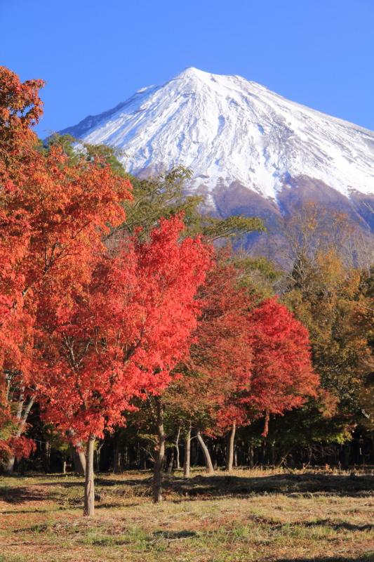 富士山画像記録