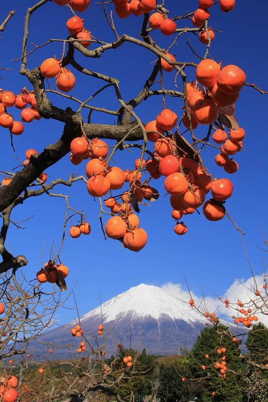 富士山画像記録