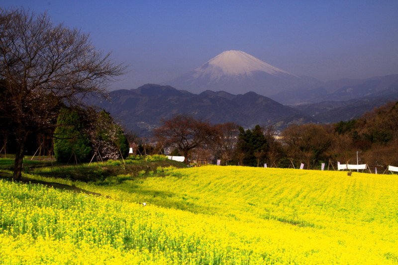 富士山画像記録