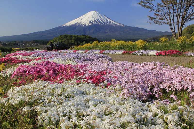 富士山画像記録