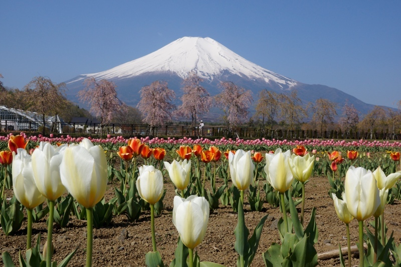 富士山画像記録