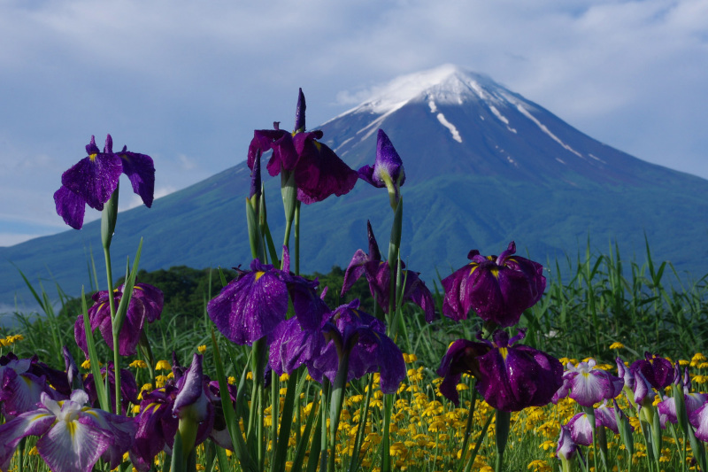 富士山画像作品