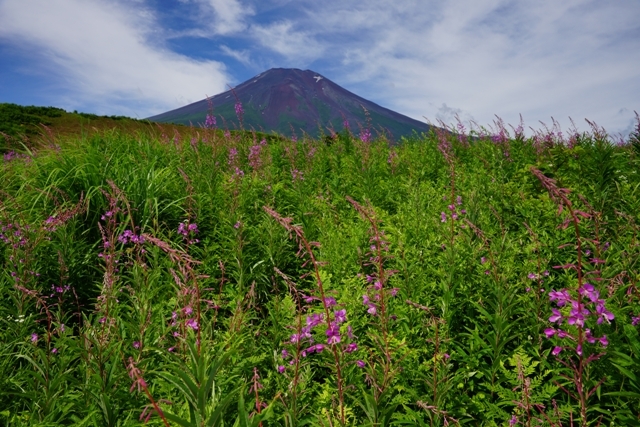 富士山画像作品