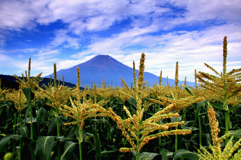 富士山画像記録