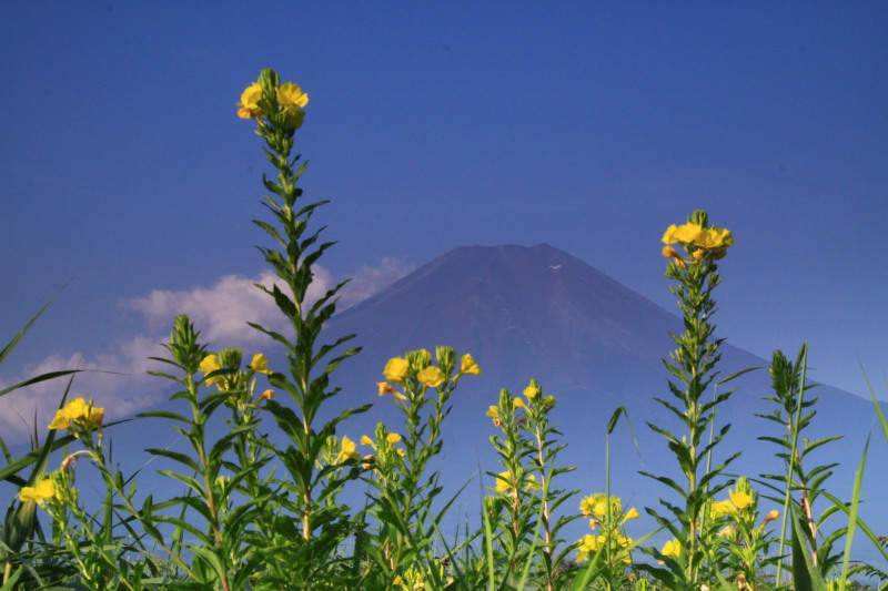 富士山画像記録