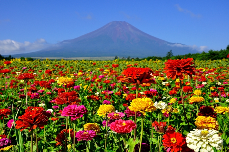 富士山画像作品