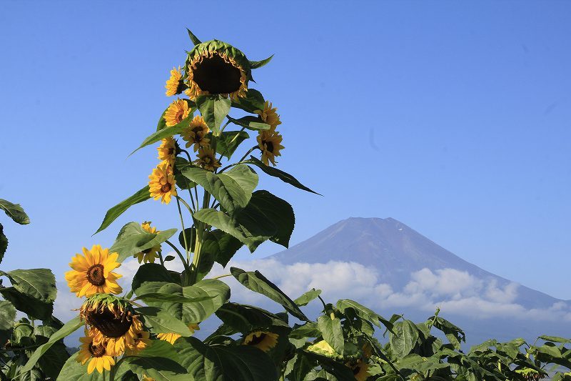 富士山画像記録