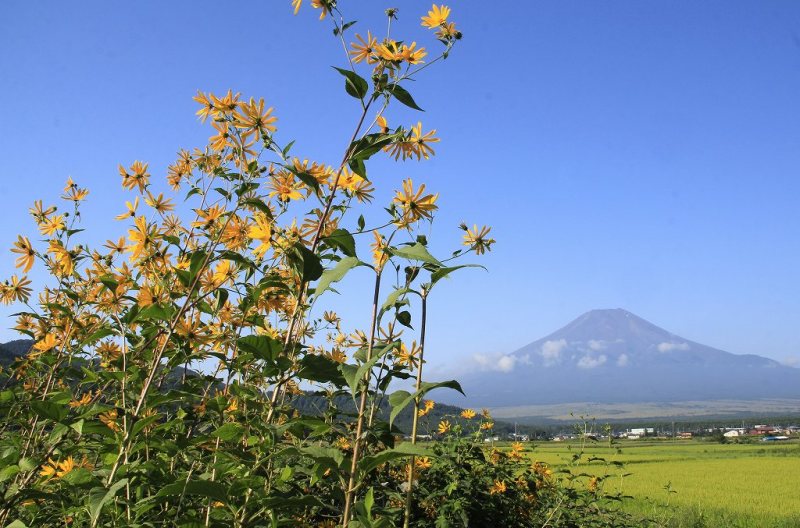 富士山画像記録