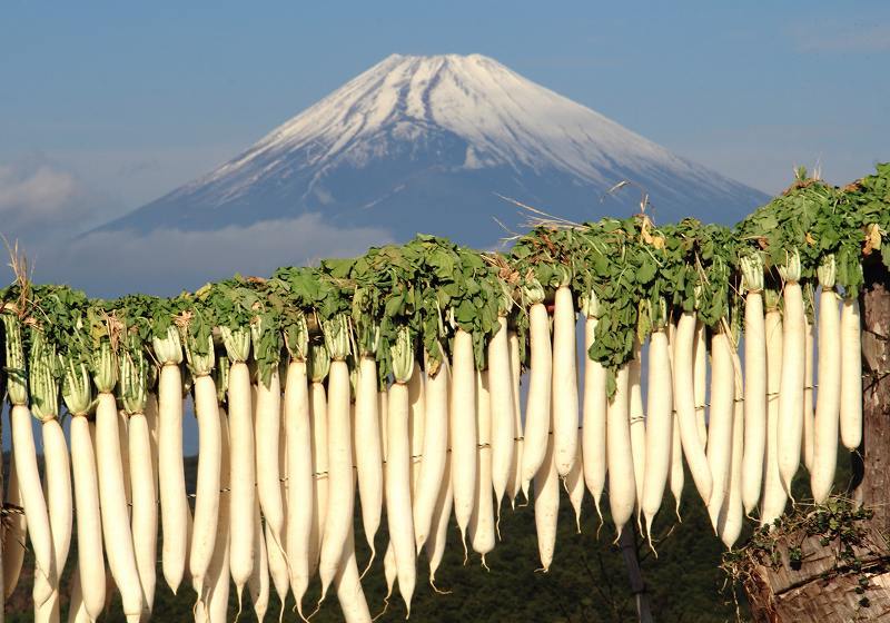 富士山画像記録