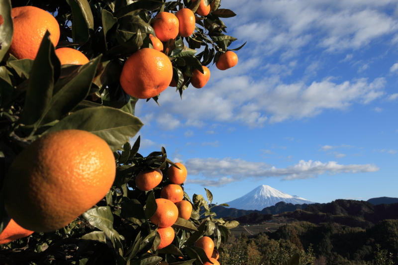 富士山画像記録