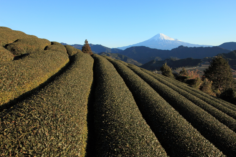 富士山画像記録