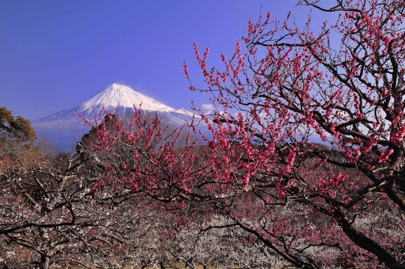 富士山画像作品